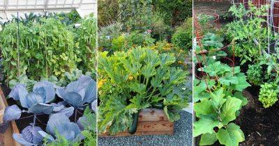 12 Vegetables You Should Never Plant Together and Why - balconygardenweb.com