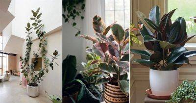 9 Amazing Rubber Plant Benefits - balconygardenweb.com