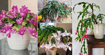 6 Beautiful Holiday Cactus Types To Grow Indoors - balconygardenweb.com