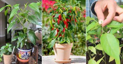 Grow a Bucket Full of Peppers with These 9 Tricks - balconygardenweb.com