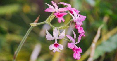 How to Grow and Care for Calanthe Orchids - gardenerspath.com - Greece