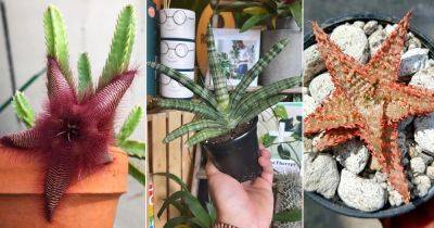 9 Plants that Look Like Starfish - balconygardenweb.com - city Sansevieria