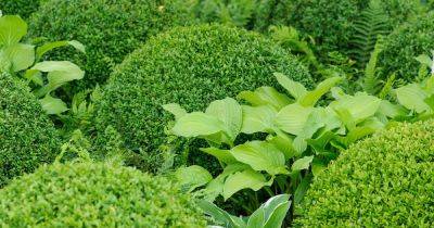 How to Grow Common Box (Buxus sempervirens) - gardenersworld.com - Britain