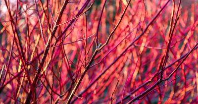 15 of the Best Dogwoods to Liven Up the Winter Landscape - gardenerspath.com