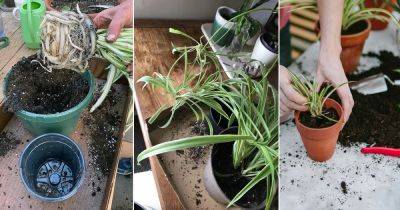 Repotting a Spider Plant | How to Repot a Spider Plant - balconygardenweb.com