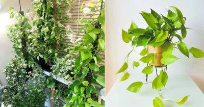 If You’ll Read this, You’ll Never Need to Buy Another Pothos Again - balconygardenweb.com
