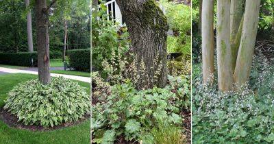 50 Plants to Grow Under Big Trees - balconygardenweb.com