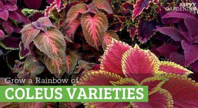Coleus Varieties: Favorite picks for gardens, borders, and pots - savvygardening.com - Australia