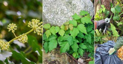 What Does Poison Ivy Look Like + How to Get Rid of Poison Ivy Plant - balconygardenweb.com - Usa
