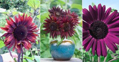 7 Stunning Purple Sunflowers - balconygardenweb.com