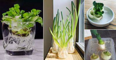 11 Delicious Vegetables You Can Grow in Water - balconygardenweb.com