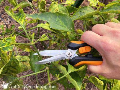 How To Prune Peppers For Maximum Production (5 Steps!) - getbusygardening.com