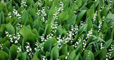 Is Lily of the Valley Invasive? - gardenerspath.com