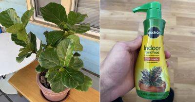 When to Start Fertilizing Houseplants and When to Stop - balconygardenweb.com - state Texas