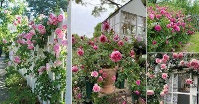 13 Stunning Pink Rose Garden Ideas - balconygardenweb.com