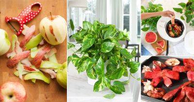 13 Things that Come from Your Blender that Can Fertilize Your Plants - balconygardenweb.com