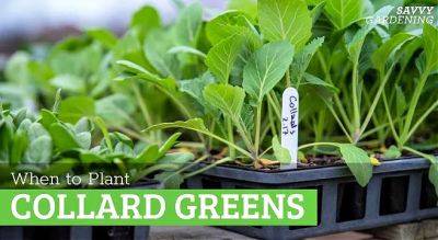 When to plant collard greens from seeds or transplants - savvygardening.com - Georgia - county Day