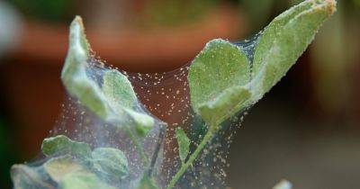 How To Get Rid Of Spider Mites - gardenersworld.com - Britain