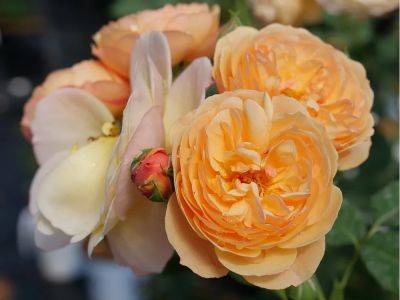 In the Garden: New roses present tasty possibilities - theprovince.com - Usa - county Garden