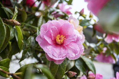 16 Pretty Pink Flowers For Your Garden - southernliving.com
