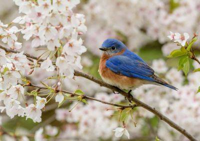 How To Attract Bluebirds To Your Garden, According To An Expert - southernliving.com - Usa - Georgia