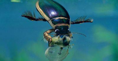 Wildlife watch: the great diving beetle - gardenersworld.com - Britain