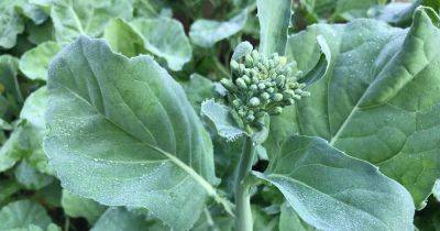 How to Grow Napini Kale - gardenerspath.com