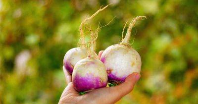 How to Plant and Grow Turnips for Roots and Greens | Gardener's Path - gardenerspath.com - Germany
