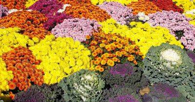 How to Choose Flowering Annuals for Cold Climates - gardenerspath.com