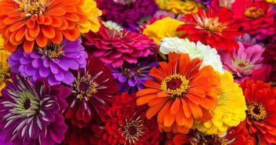 A Guide to the Different Types of Zinnias - gardenerspath.com - Mexico
