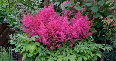 How to Grow Astilbe in Containers - gardenerspath.com