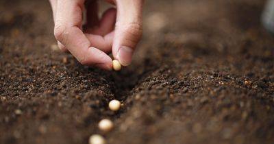 How to Pre-Seed the Garden in Fall for an Early Harvest - gardenerspath.com - county Garden