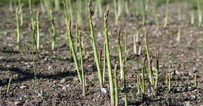 Why Is My Asparagus Thin? Tips for Growing Thick Spears - gardenerspath.com