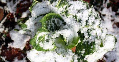 Tips for Growing Collard Greens in Winter - gardenerspath.com