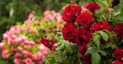 How to Collect and Save Rose Seeds - gardenerspath.com