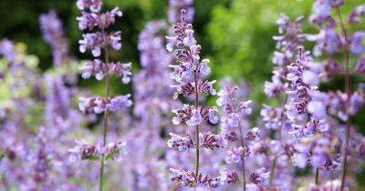 What’s the Difference Between Catmint and Catnip? - gardenerspath.com