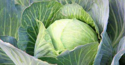 How to Plant and Grow Cabbage | Gardener's Path - gardenerspath.com - China - city Rome