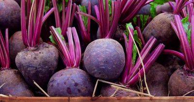 How and When to Harvest Beets - gardenerspath.com