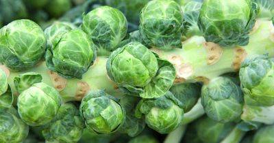 How to Harvest Brussels Sprouts | Gardener's Path - gardenerspath.com - city Brussels