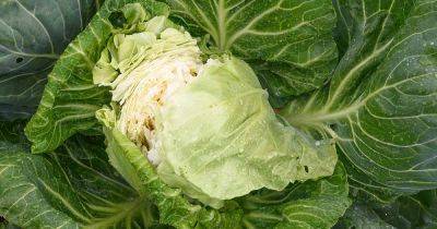 Why Do Cabbage Heads Split? - gardenerspath.com