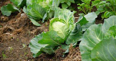 Reasons Cabbage Plants May Not Form Heads - gardenerspath.com
