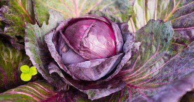 Tips for Tying Up Cabbage Leaves to Improve Your Crop - gardenerspath.com