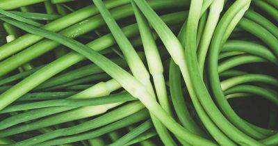 How to Grow and Harvest Garlic Scapes - gardenerspath.com
