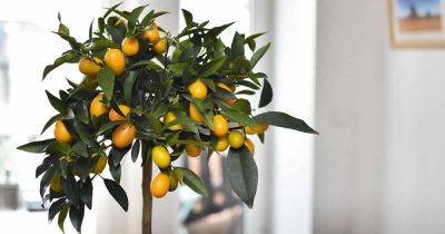Learn How to Grow Citrus Trees Indoors | Gardener's Path - gardenerspath.com - state Vermont
