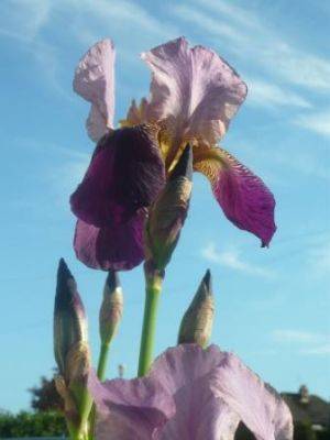 Grow Bearded Iris - gardenerstips.co.uk - Netherlands
