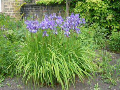 Growing Iris siberica - gardenerstips.co.uk