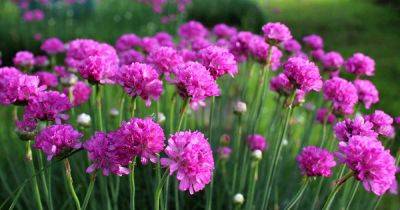 How to Grow and Care for Sea Thrift - gardenerspath.com - Usa - Britain - state California - state Colorado - state Utah