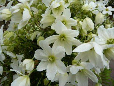 Clematis for Pots and Containers - gardenerstips.co.uk