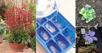 38 Seeds You Should Freeze Before Planting for Better Germination - balconygardenweb.com