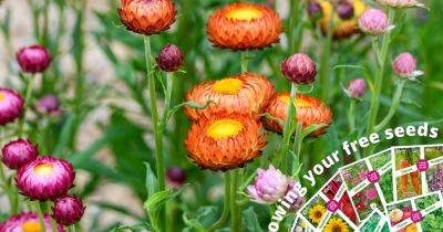 Free flower seeds 2024 – March - gardenersworld.com - Australia